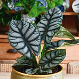 Alocasia Silver Dragon - 30 cm