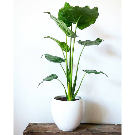 Urechea Elefantului Alocasia Chinese Taro (Alocasia cucullata), eleganta tropicala cu frunzis ornamental spectaculos