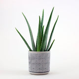 Aloe Vera in Ghiveci - 35 cm