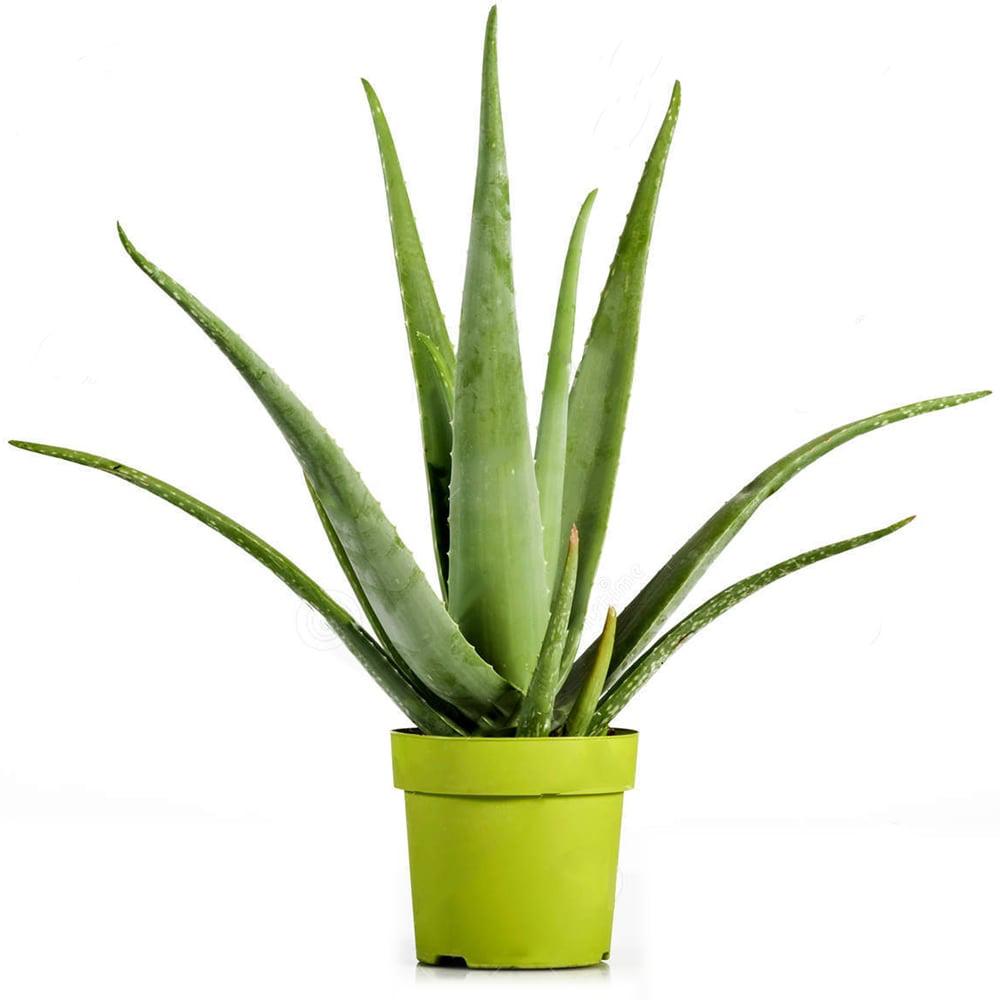 Aloe Vera - 55 cm