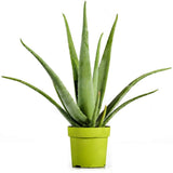 Aloe Vera - 55 cm