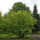 Alun Catalan