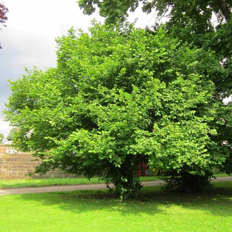 Alun Cosford (Corylus avellana), cu gust dulce-nucos