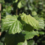 Alun Webb's Prize Cob (Corylus avellana), cu gust dulce-bogat - VERDENA-105+ cm inaltime, livrat in ghiveci de 3.5 l