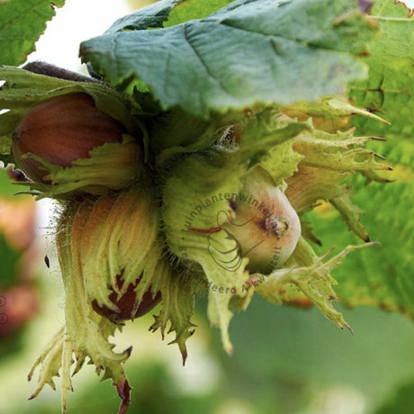 Alun Webb's Prize Cob (Corylus avellana), cu gust dulce-bogat