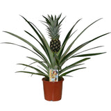 Ananas Tropical cu Fruct Champaca