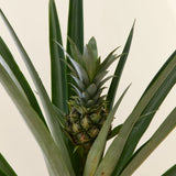 Ananas Tropical cu Fruct Champaca