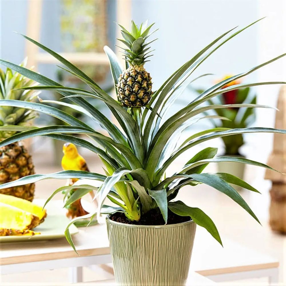 Ananas Tropical cu Fruct Champaca