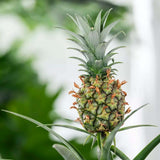 Ananas Tropical cu Fruct Champaca