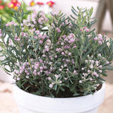 Andromeda Blue Ice