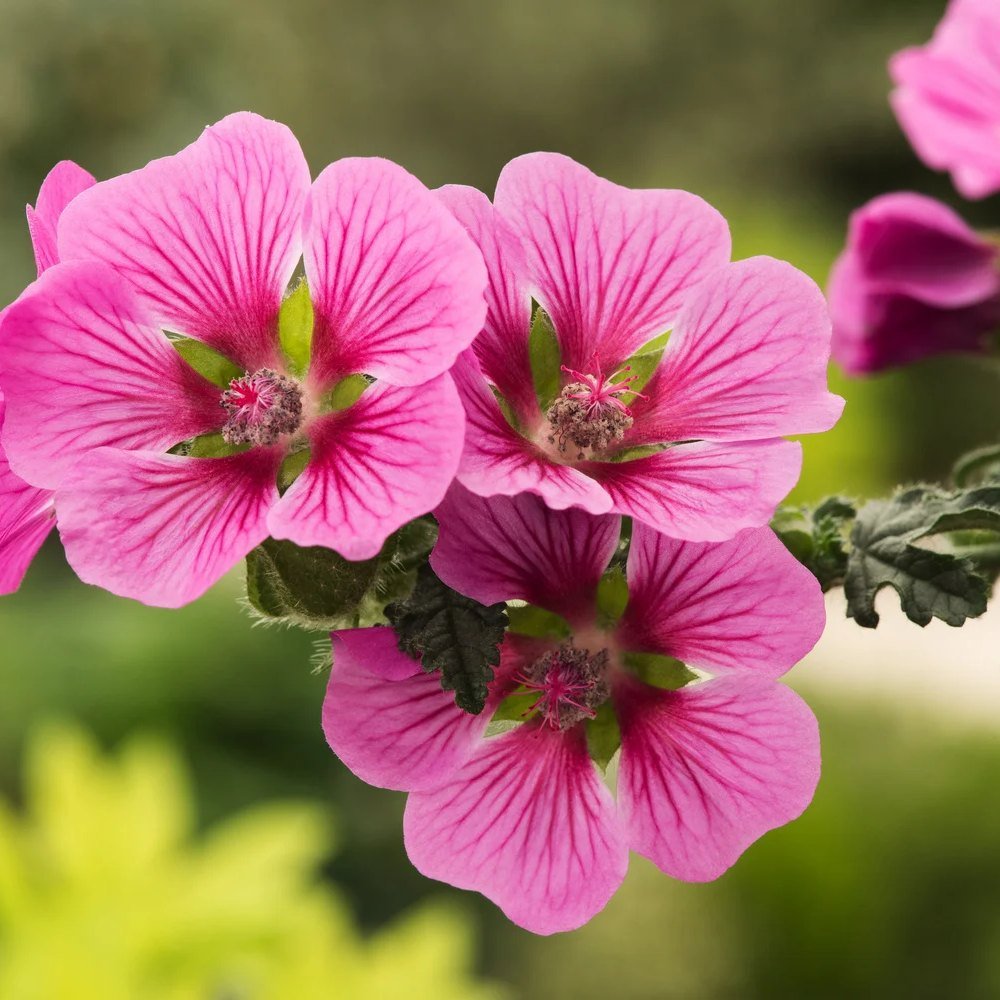 Anisodontea Capensis Elegans Princess, cu flori roz bogate - VERDENA-Tulpina de 30 cm inaltime, livrat in ghiveci de 4 l