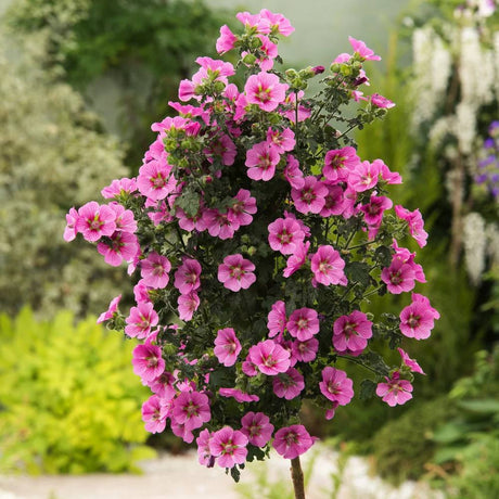 Anisodontea Capensis Elegans Princess, cu flori roz bogate