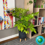 Aralia Japoneza (Fatsia Japonica) - 60 cm