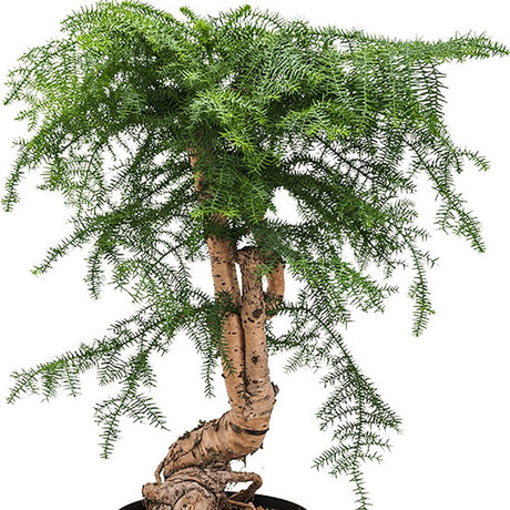 Араукария Cunninghamii – 65 см