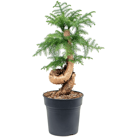 Araucaria Cunninghamii - 70 см