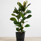 Каучуково дърво (Ficus robusta) – 135 см