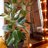 Каучуково дърво (Ficus robusta) – 135 см
