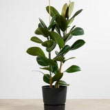 Arbore de Cauciuc (Ficus Robusta) - 140 cm