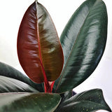 Arbore de Cauciuc (Ficus Robusta) - 110 cm