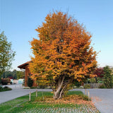 Arbore de Fier (Parrotia Persica)