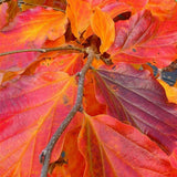 Arbore de Fier (Parrotia Persica)