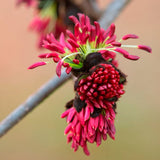 Arbore de Fier 'Persian Spire' (Parrotia Persica)