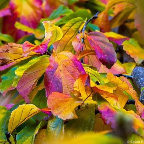Arbore de Fier 'Persian Spire' (Parrotia Persica)