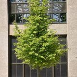 Arbore de Fier 'Persian Spire' (Parrotia Persica)