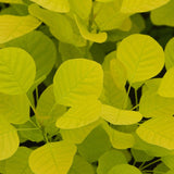 Arbore de Fum Scumpie galbena (Cotinus coggygria) Golden Spirit - VERDENA - 80 - 100 cm inaltime, ghiveci de 10 l