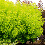 Arbore de Fum Scumpie galbena (Cotinus coggygria) Golden Spirit - VERDENA - 80 - 100 cm inaltime, ghiveci de 10 l