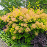 Arbore de Fum Scumpie galbena (Cotinus coggygria) Golden Spirit