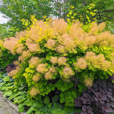 Arbore de Fum Scumpie galbena (Cotinus coggygria) Golden Spirit