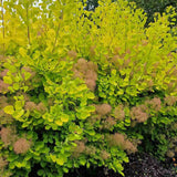 Arbore de Fum Scumpie galbena (Cotinus coggygria) Golden Spirit