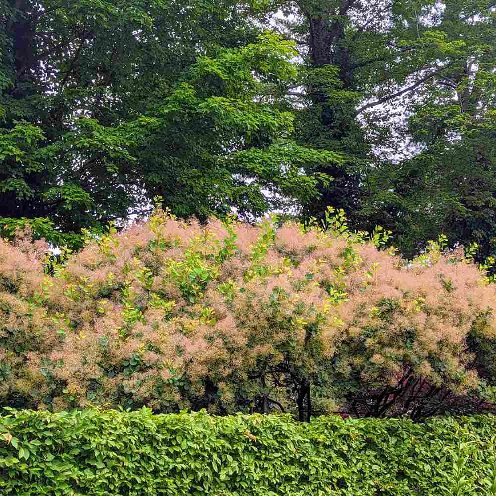 Arbore de Fum Scumpie galbena (Cotinus coggygria) Golden Spirit