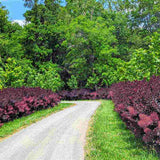 Arbore de Fum, Scumpie Rosie (Cotinus coggygria) Royal Purple - VERDENA - 25 - 30 cm inaltime, ghiveci de 3 l