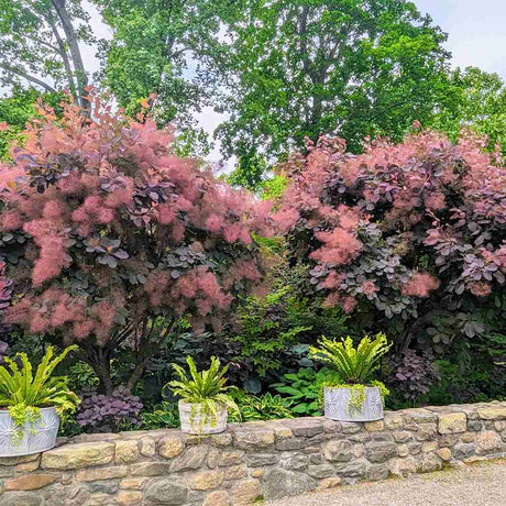 Arbore de Fum, Scumpie Rosie (Cotinus coggygria) Royal Purple - VERDENA - 25 - 30 cm inaltime, ghiveci de 3 l