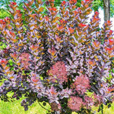 Arbore de Fum, Scumpie Rosie (Cotinus coggygria) Royal Purple - VERDENA - 25 - 30 cm inaltime, ghiveci de 3 l