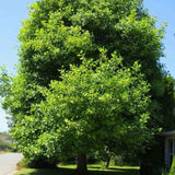 Arborele Lalea (Liriodendron Tulipifera)