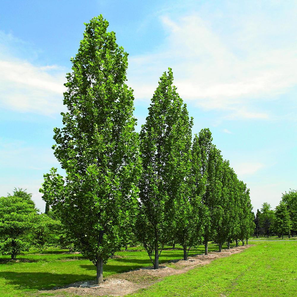 Колоновидно лале (Liriodendron Tulipifera Fastigiata)