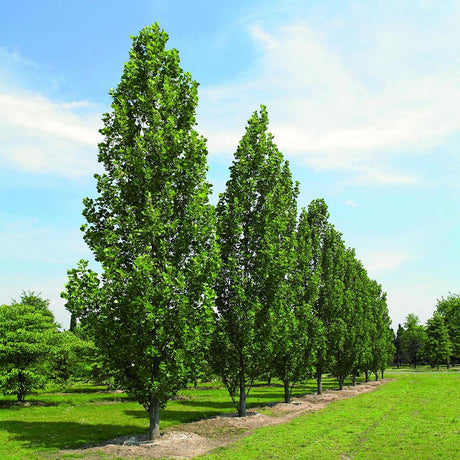 Колоновидно лале (Liriodendron Tulipifera Fastigiata)