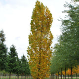 Лалово дърво колонновидно (Liriodendron tulipifera Fastigiata)