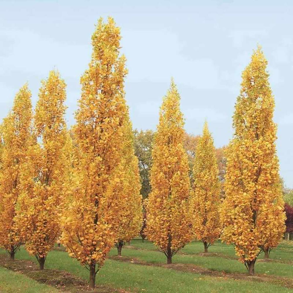 Лалово дърво колонновидно (Liriodendron tulipifera Fastigiata)