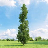 Лалово дърво колонновидно (Liriodendron tulipifera Fastigiata)
