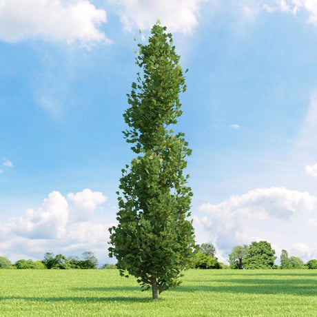 Лалово дърво колонновидно (Liriodendron tulipifera Fastigiata)