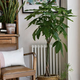 Arborele Banilor (Pachira Aquatica), Tulpina Impletita - 40 cm