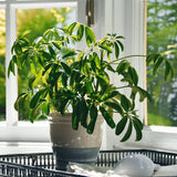 Arborele Banilor (Pachira Aquatica), Tulpina Impletita - 70 cm