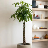 Arborele Banilor (Pachira Aquatica), Tulpina Impletita - 120 cm