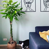 Arborele Banilor (Pachira Aquatica), Tulpina Impletita - 120 cm