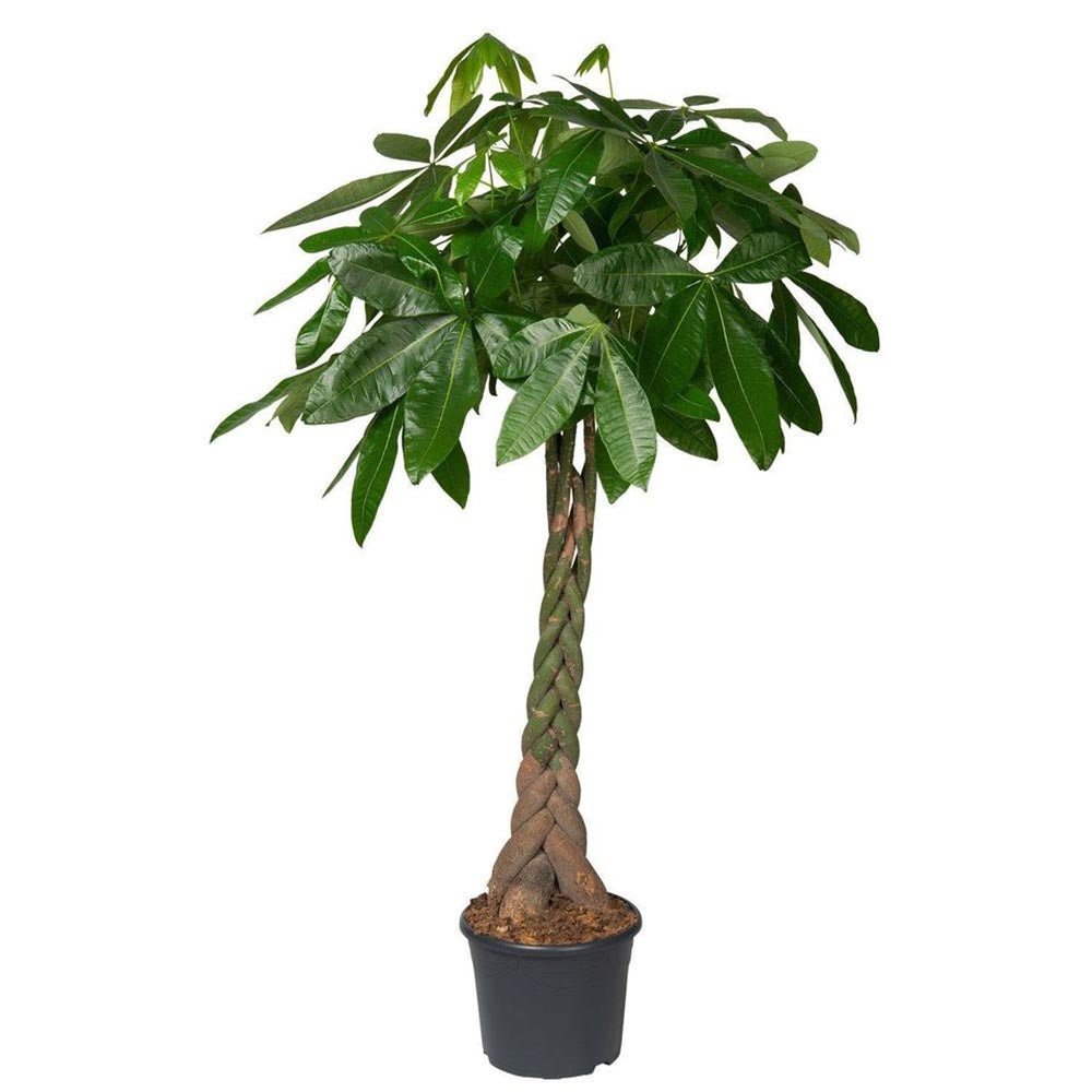 Arborele Banilor (Pachira Aquatica), Tulpina Impletita - 130 cm