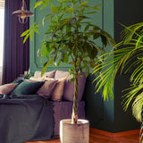 Arborele Banilor (Pachira Aquatica), Tulpina Impletita - 140-150 cm